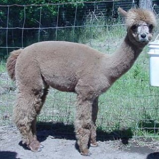 Alpaca For Sale - FFFA Balto at Fancy Fiber Farm